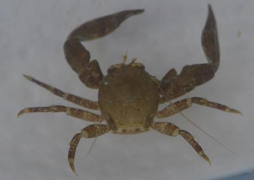 Réf. 201 866 : Pisidia longicornis